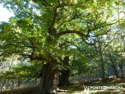 El Castañar de El Tiemblo , Un bosque mágico;mochila para senderismo;viaje senderismo